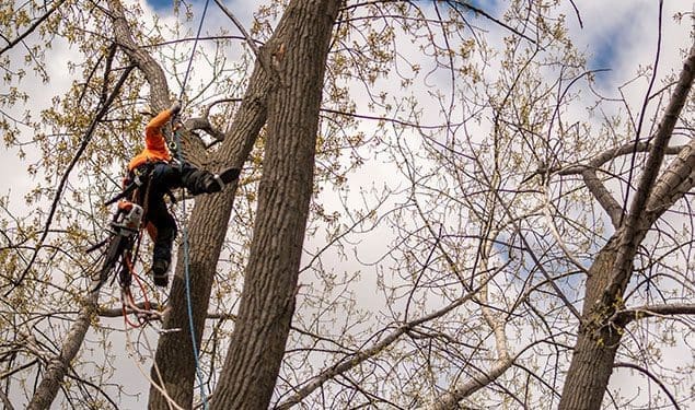 Arboriculteur réalisant un émondage à Granby