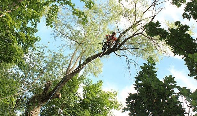 emondage d'arbres