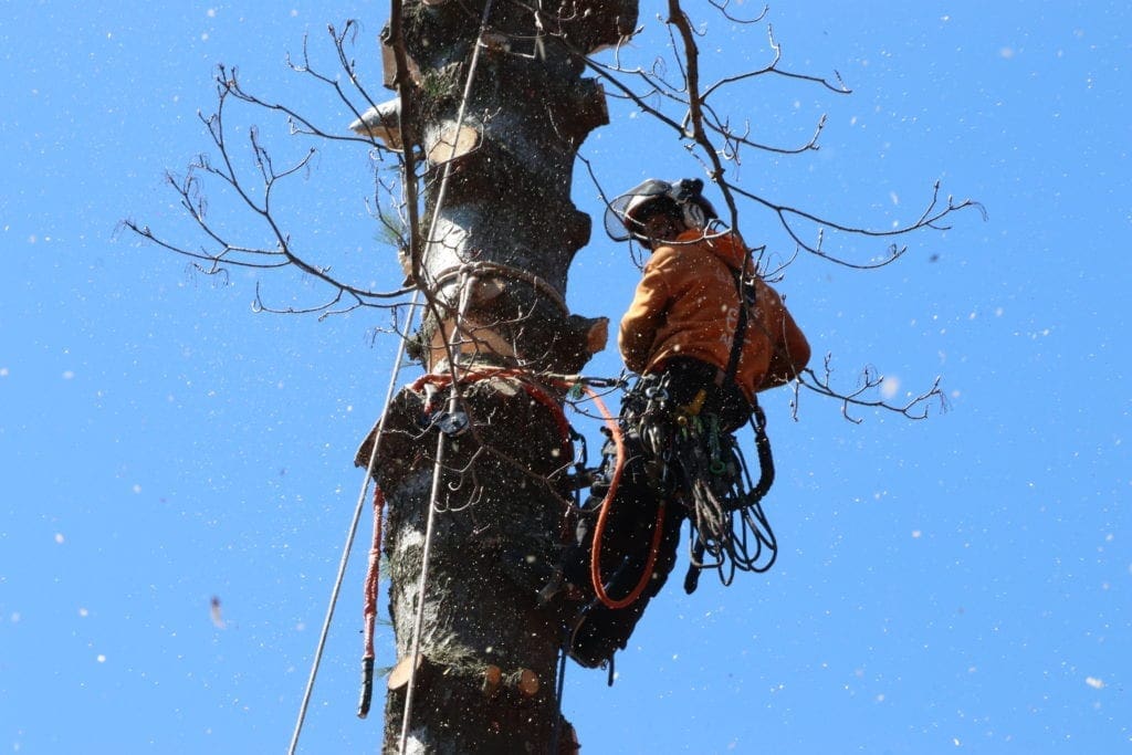 abattage d'arbres Bedford