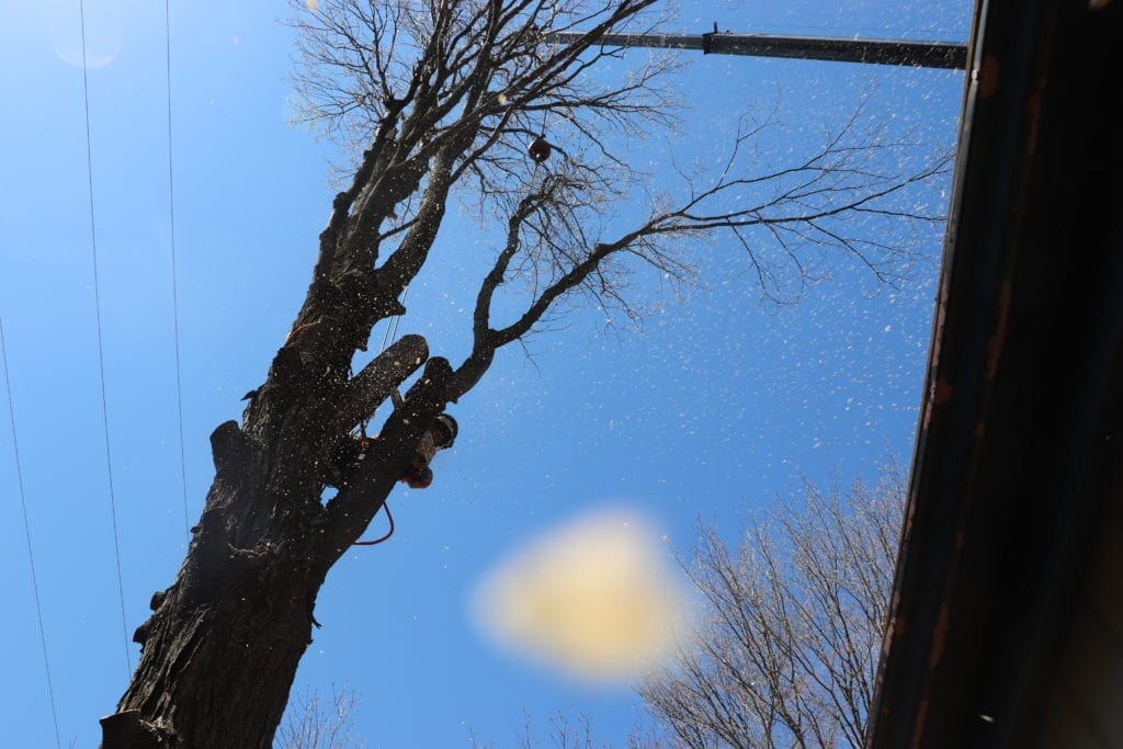 abattage d'arbres venise en quebec