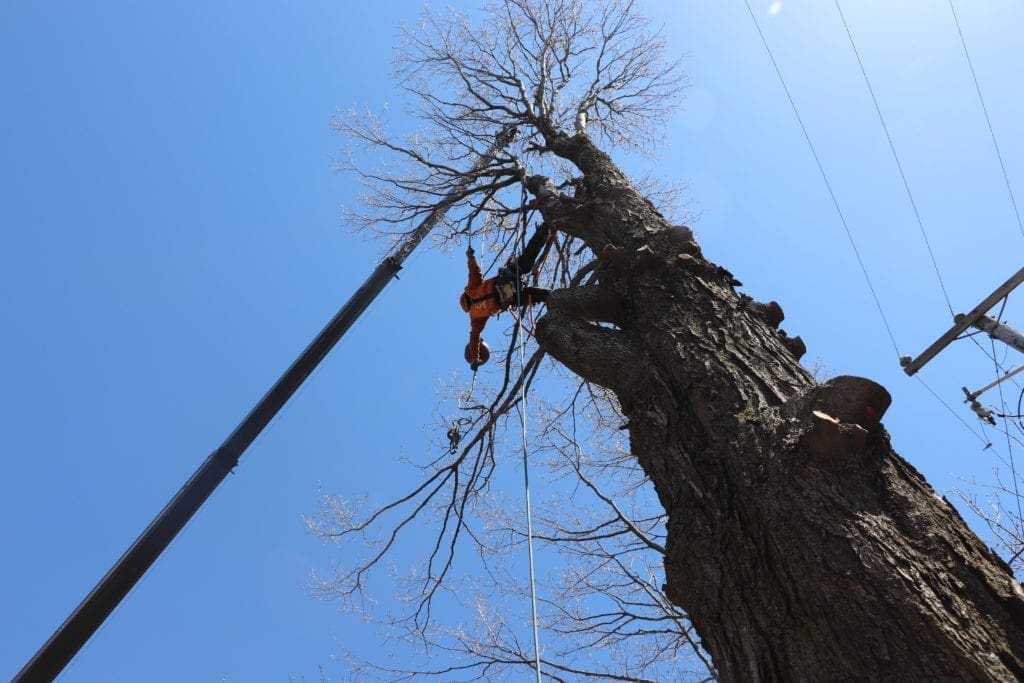 abattage d'arbres valcourt