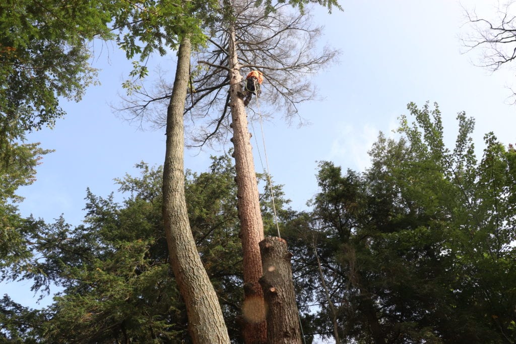 abattage d'arbres Saint-François-Xavier-de-Brompton