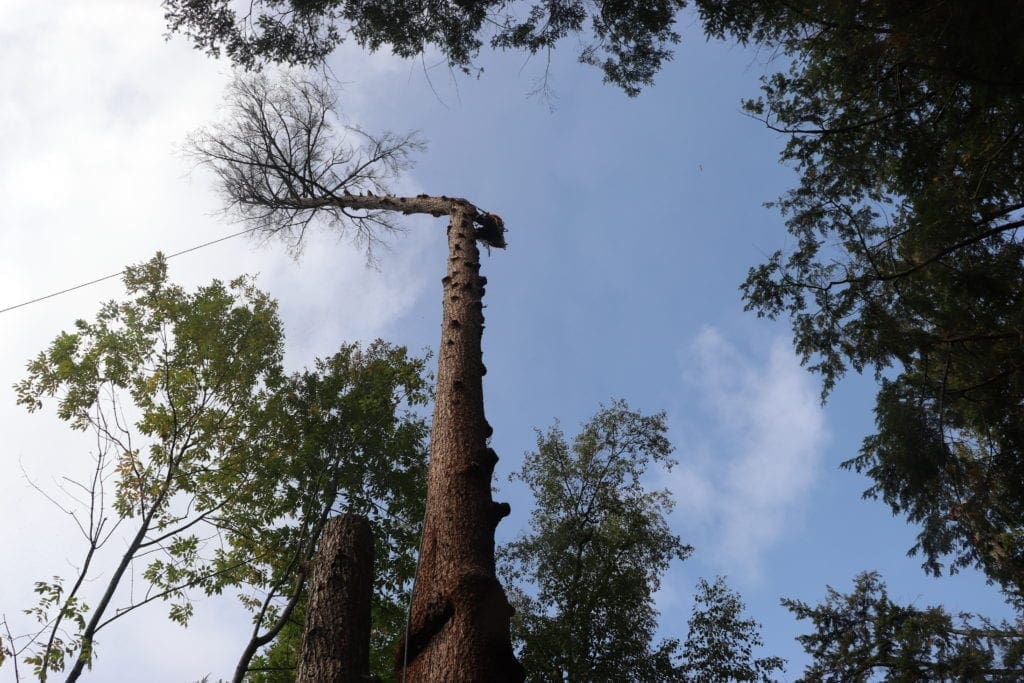 abattage d'arbres Saint-Denis-de-Brompton