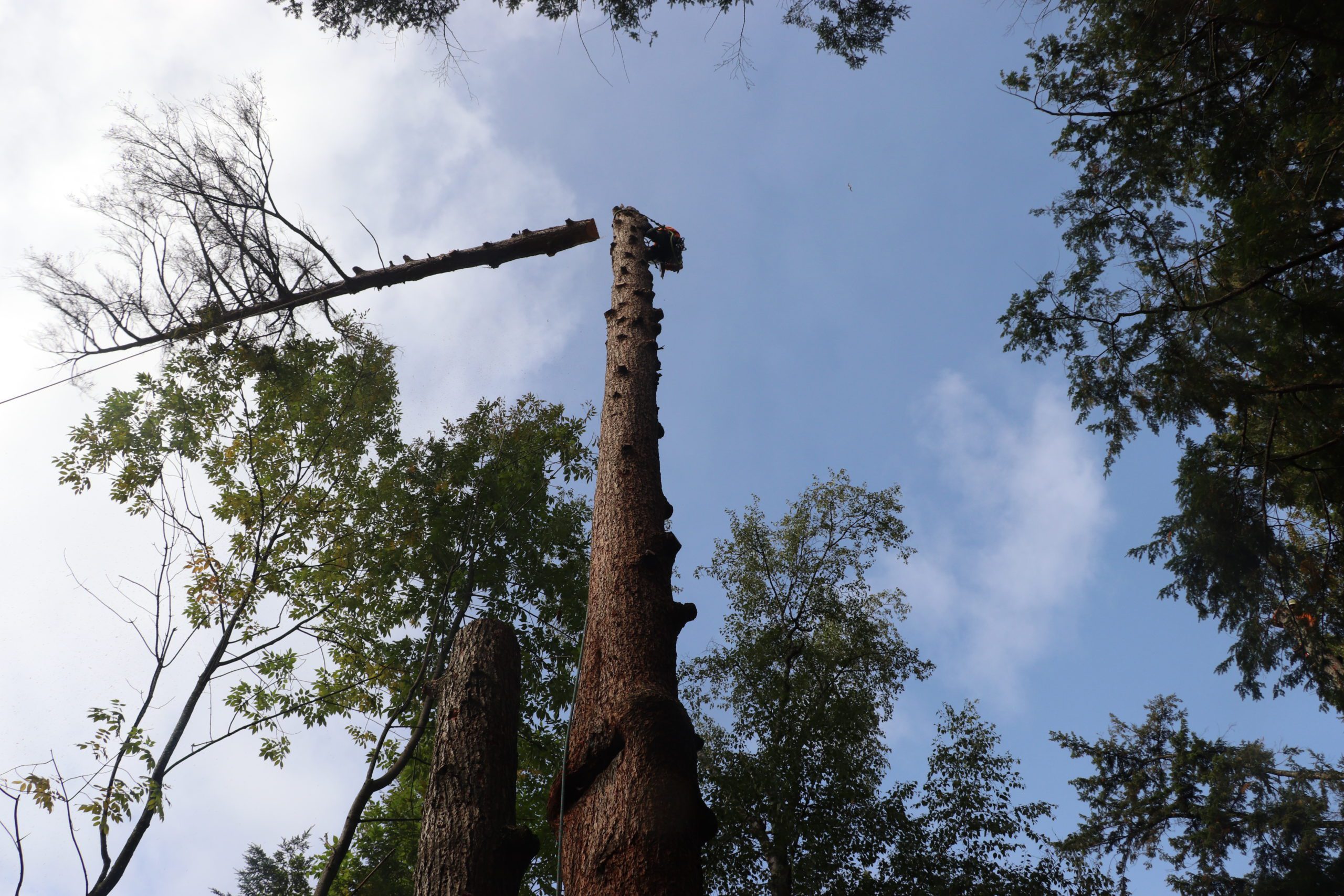 abattage d'arbres Saint-Angèle-de-Monnoir