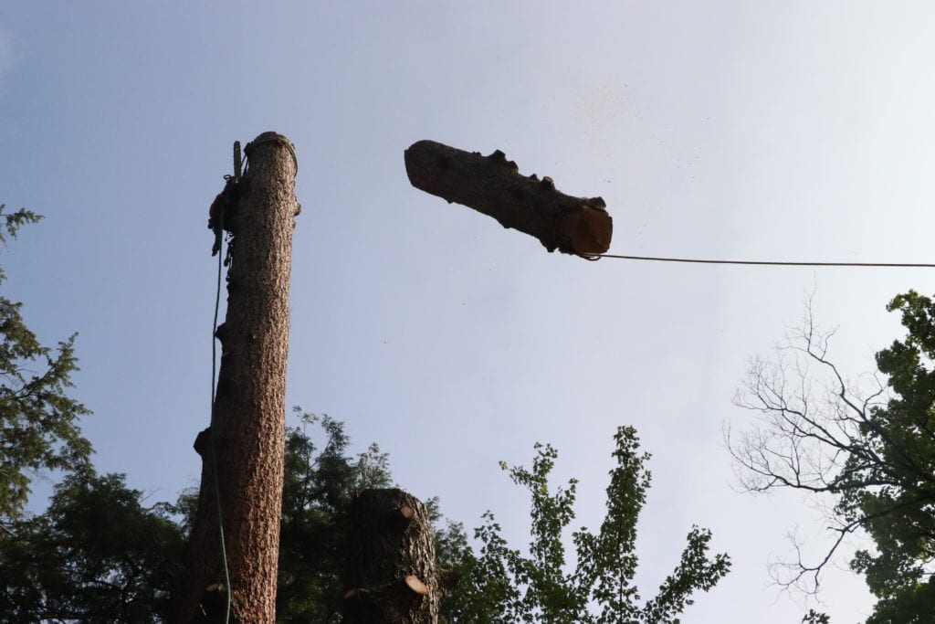 abattage d'arbres Saint-Césaire