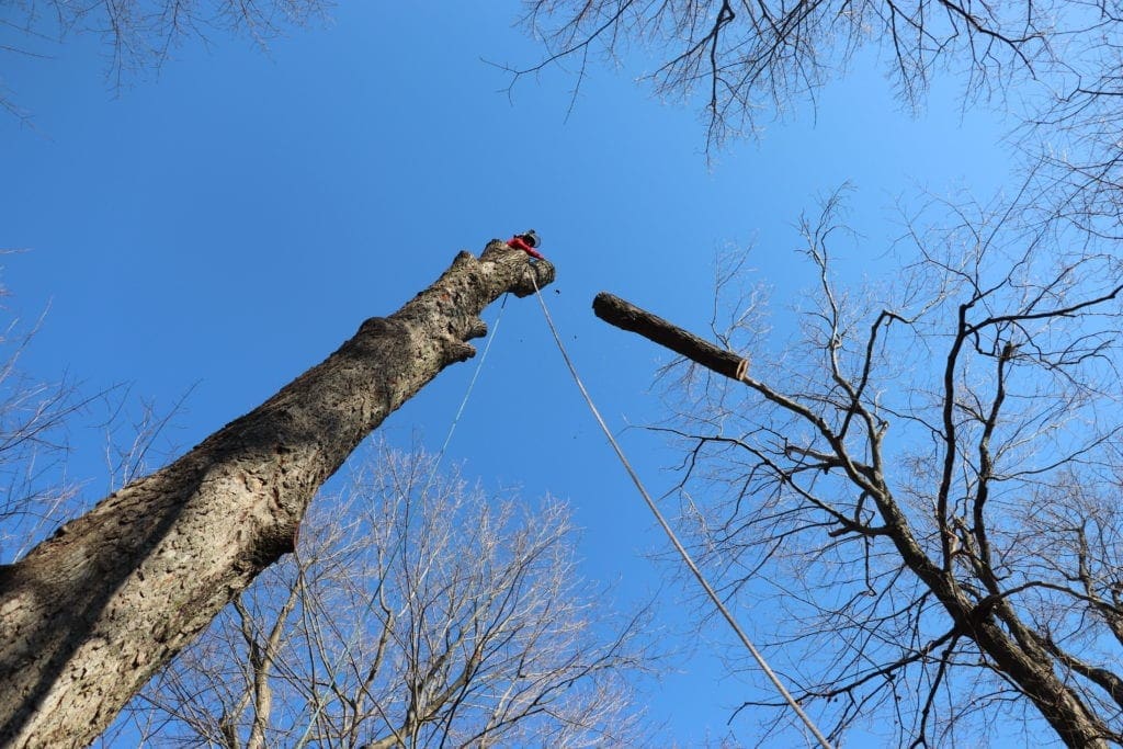 abattage d'arbres Richelieu