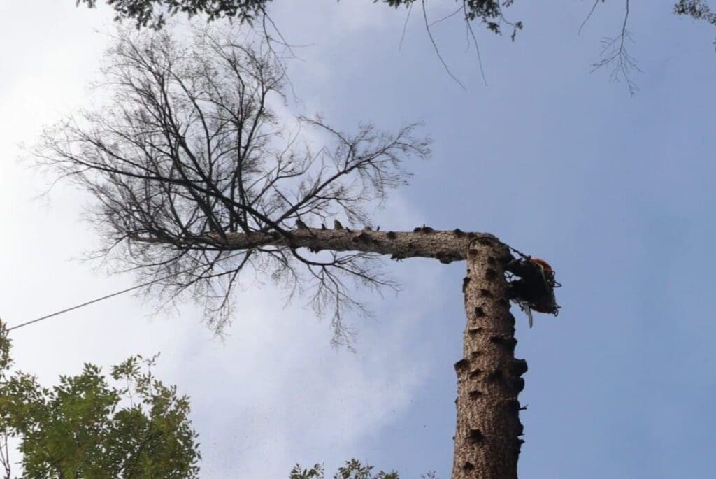 Abattage d’arbre en urgence à Granby – arbre cassé dangereux après tempête