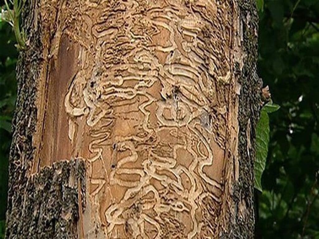 Tronc d’arbre endommagé par l’agrile du frêne – signes d’infestation et détérioration du bois