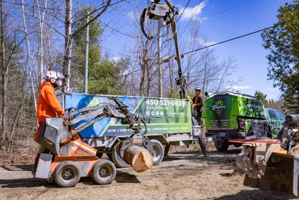 Arboriculteurs à Bromont réalisant des travaux d’abattage d’arbres avec équipements spécialisés