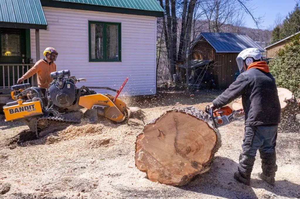 Arboriculteurs à Cowansville effectuant l’abattage d’un arbre et le broyage de la souche en milieu résidentiel
