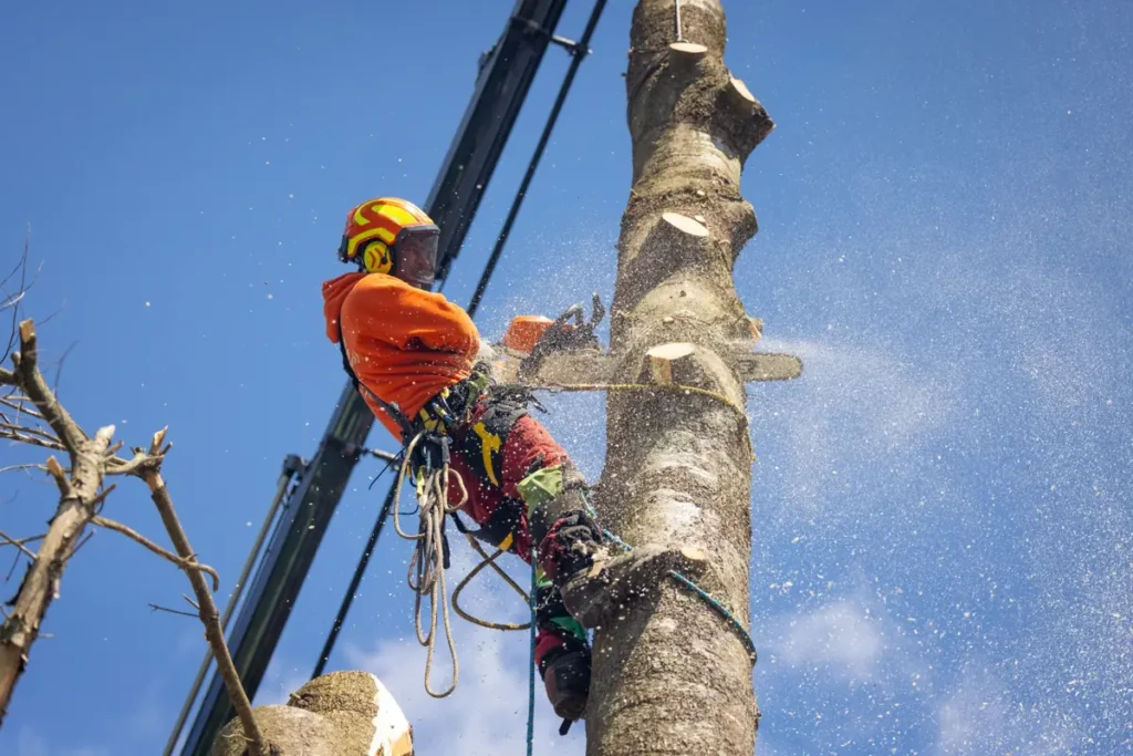 Arboriculteur à Cowansville effectuant l’élagage d’un arbre en hauteur avec équipement de sécurité