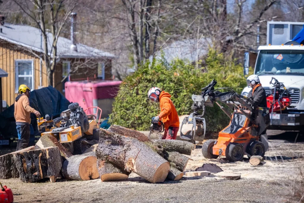 arboriculteurs à Eastman réalisant un abattage d’arbre avec machinerie et scies mécaniques sur un terrain résidentiel