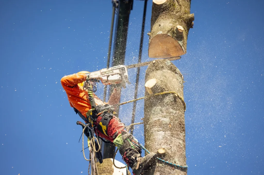 arboriculteur à Eastman coupant un arbre en hauteur avec scie mécanique lors d’un abattage sécurisé