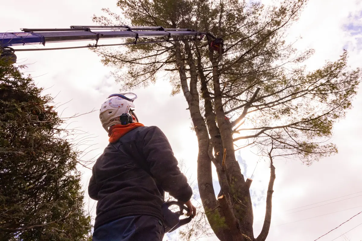 Arboriculteur à Granby effectuant l’abattage d’un arbre avec nacelle