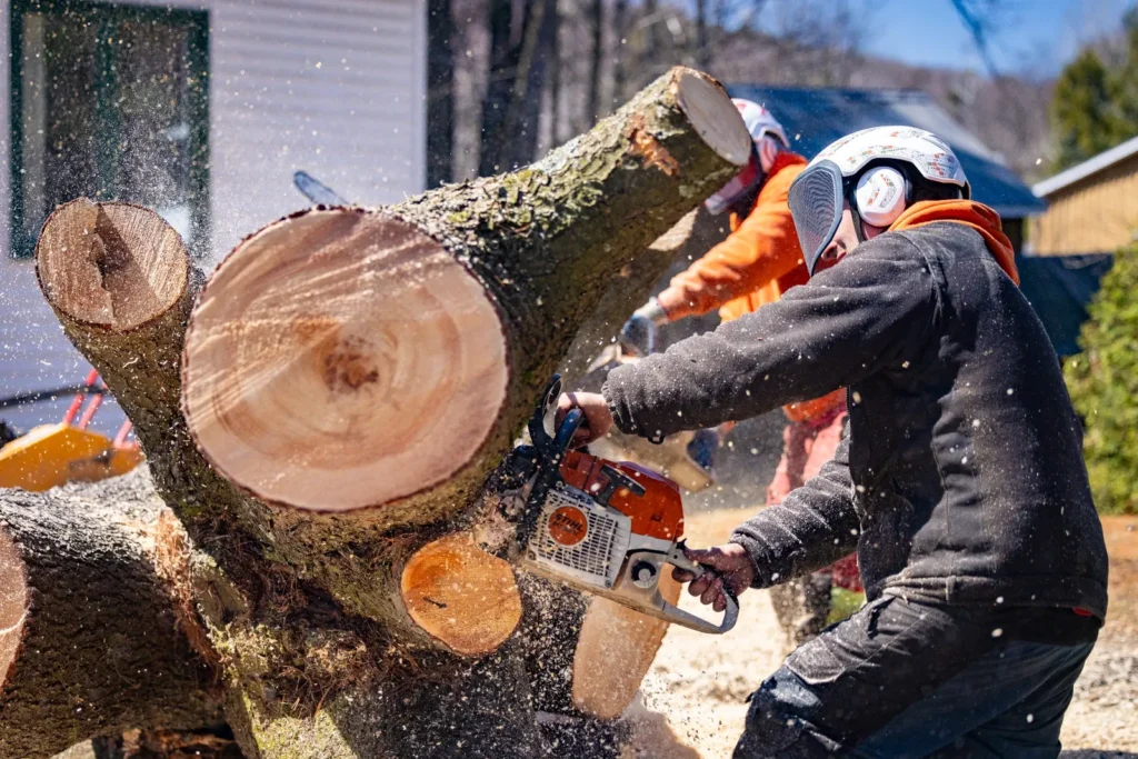 arboriculteur à Lac-Brome effectuant un abattage d’arbre avec une scie mécanique près d’une maison