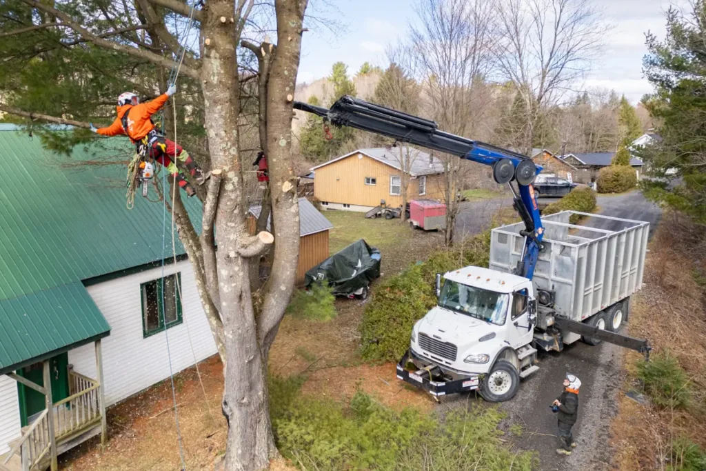 Arboriculteur à Shefford effectuant l’élagage d’un arbre en hauteur près d’une résidence