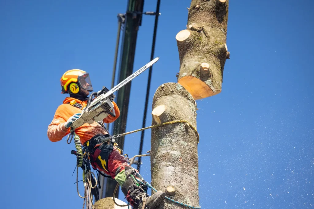 arboriculteur à Sutton coupant un arbre en hauteur avec équipement de sécurité et scie mécanique