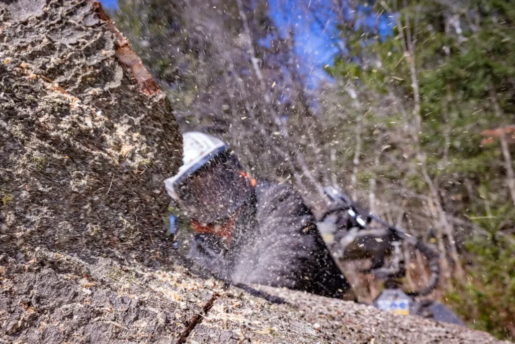 arboriculteur à Sutton effectuant l’abattage d’un arbre avec une scie mécanique avec projection de copeaux de bois
