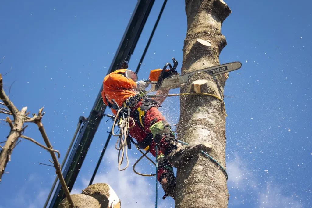 arboriculteur à Waterloo coupant un arbre en hauteur avec scie mécanique et équipement de sécurité