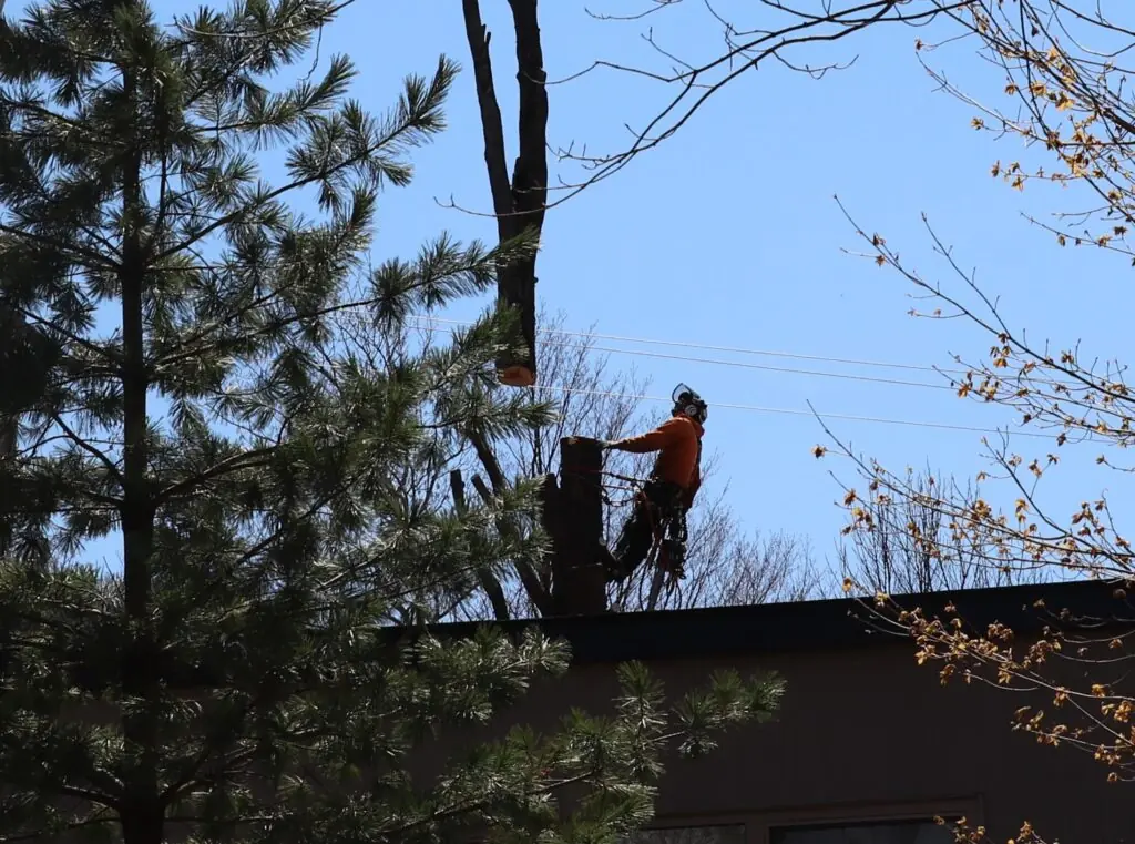 Arbre dangereux près d’une maison à Granby – abattage sécuritaire par arboriculteur