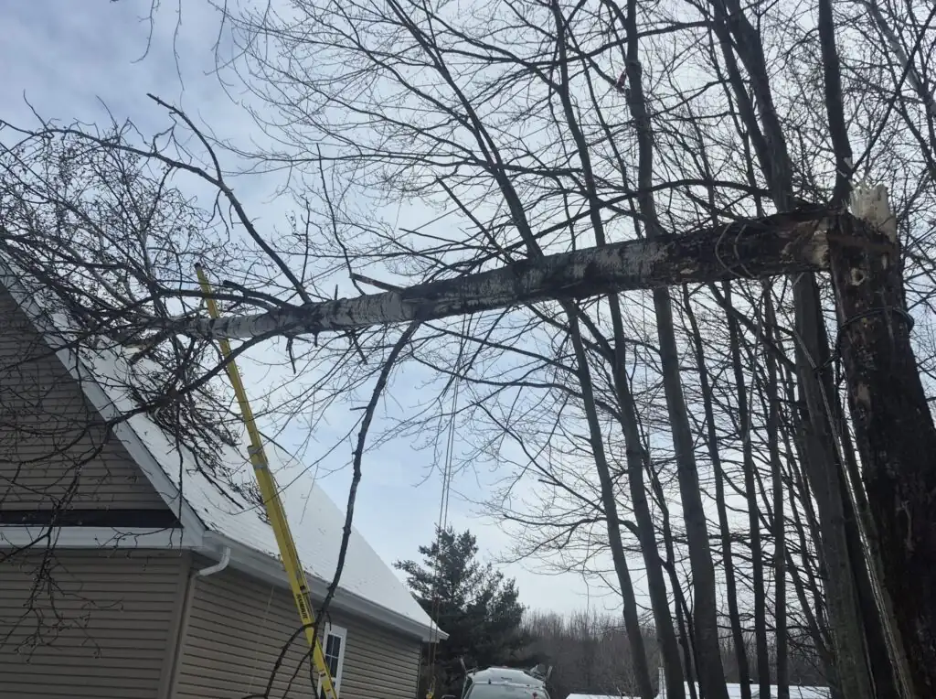Arbre cassé après tempête près d’une maison à Granby nécessitant un abattage d’urgence
