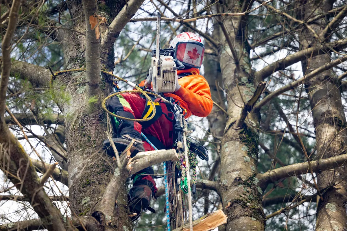 Émondage d’arbre à Granby réalisé par un arboriculteur en hauteur