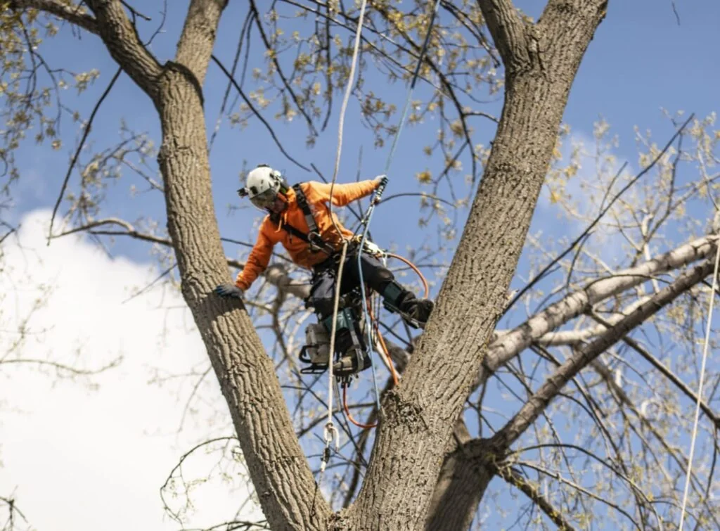 Élagage d’arbres à Granby par arboriculteur – taille sécuritaire en hauteur