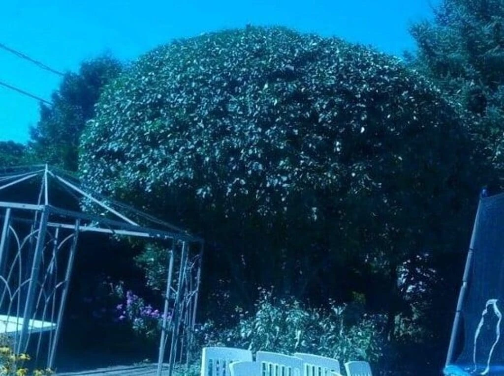 Arbuste taillé en forme arrondie dans une cour arrière avec mobilier de jardin et gazebo – service d’élagage professionnel